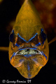   interesting subject cares its eggs their mouth just time they hatch then released open waters. waters  